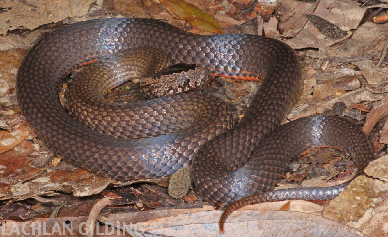 Snake Identification | Snake Catchers Brisbane