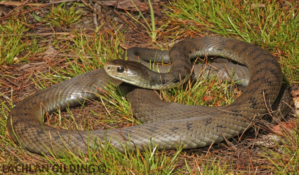 Snake Identification | Snake Catchers Brisbane