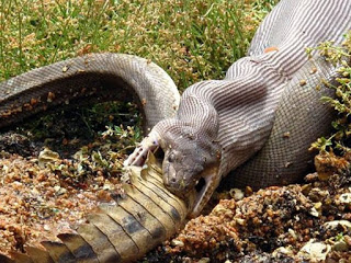 snake feeding olive python snake eating crocodile
