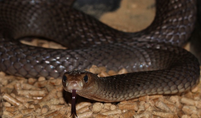 Eastern Brown Snake – Snake Catchers Brisbane