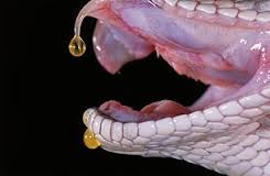 snake fangs and venom