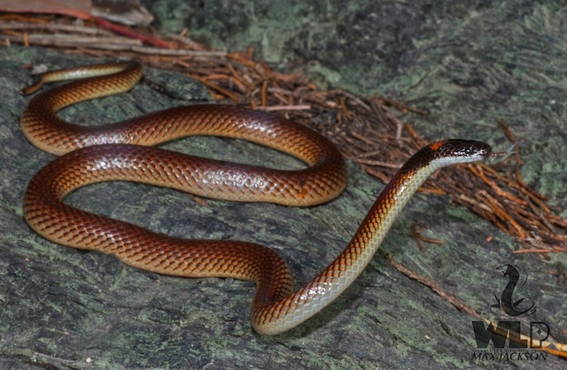 Snake Identification – Snake Catchers Brisbane