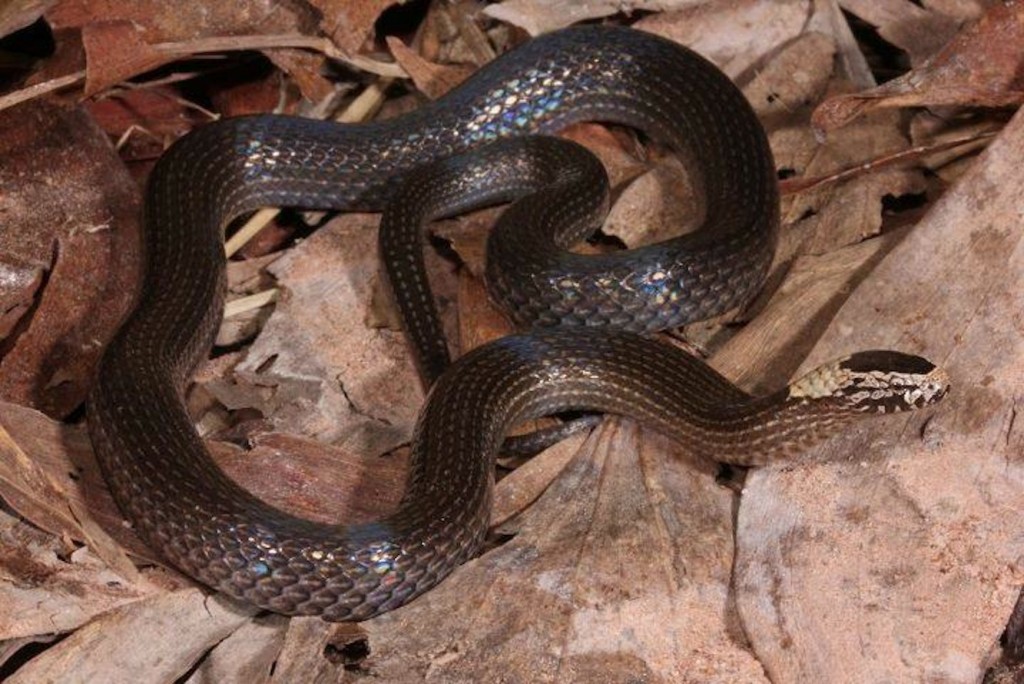 Snake Identification – Snake Catchers Brisbane