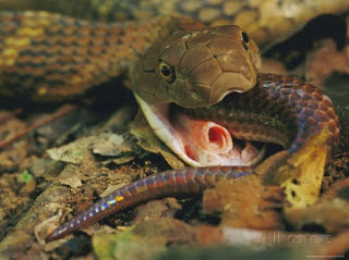 snake breathing during eating