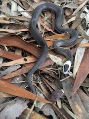 october snake catcher update white-crowned snake